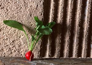 本格ナポリピッツァと豊富な創作料理が楽しめるラ・ベファーナ下北沢：薪窯焼きとアットホームな雰囲気のイタリアン店